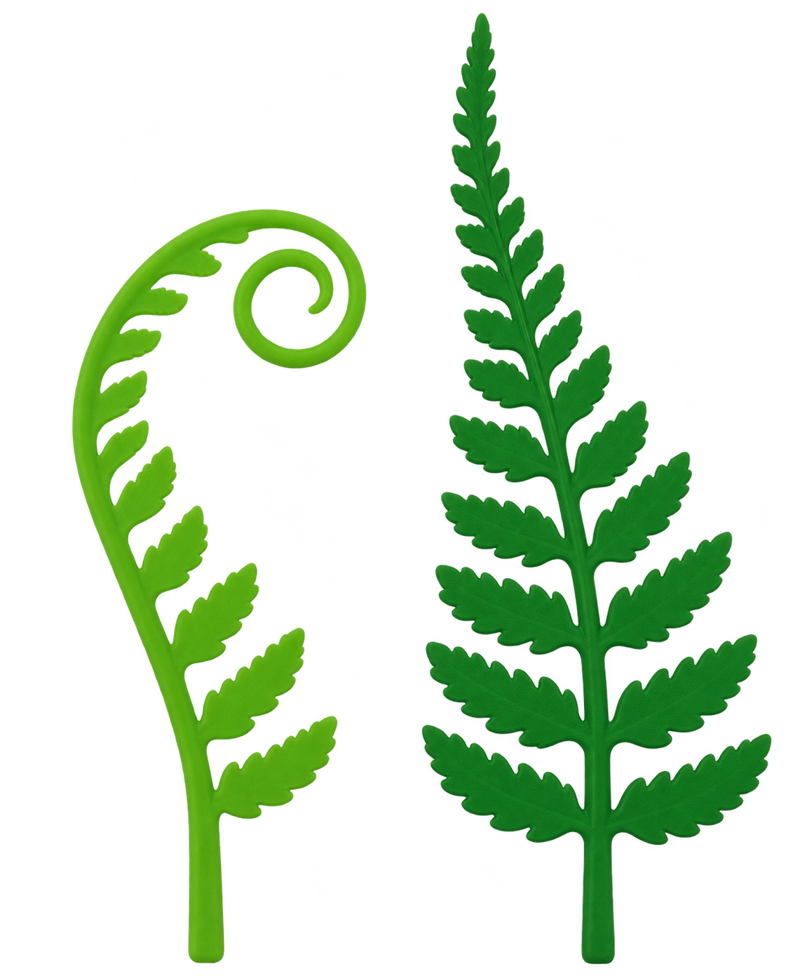 Fred Woodland Sprouts Fern Bookmarks - Set of Two