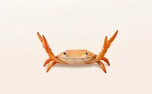Weightlifting Crab Pen Stand · Orange